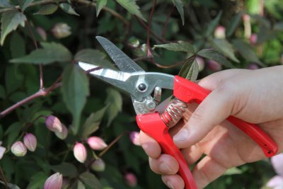 Zoom bild av Floristsekatör ARS 140DX