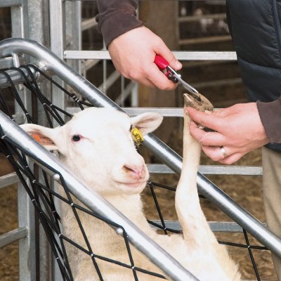 Zoom bild av klövsax