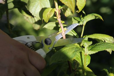 Zoom bild av Florist sekatör ARS 140L-DX extra långt skär