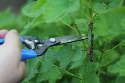 Zoom bild av ARS Florist sax / Blomsax, 190mm, Rak, blu, HACCP