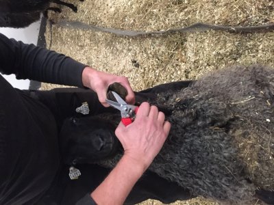 Zoom bild av klövsax