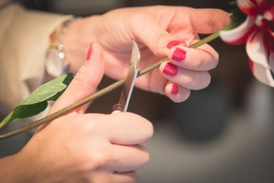 Zoom bild av ARS Ymp / Florist kniv