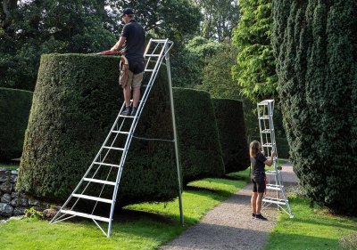 Hasegawa trädgårdsstege , japanska stege , japanska stege