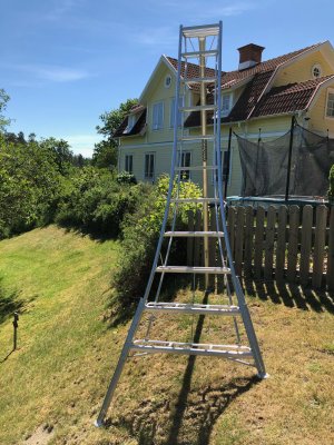 hasegawa trädgårdsstege , japanska stege