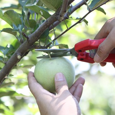 Zoom bild av ARS Fruit Pruners / Blomsax