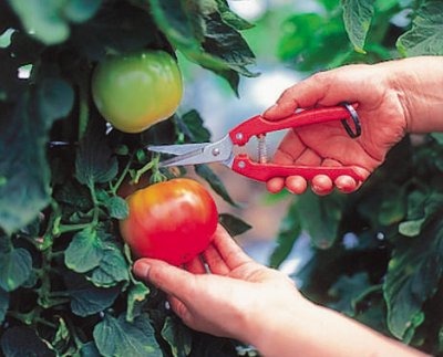 Zoom bild av ARS Fruit Pruners