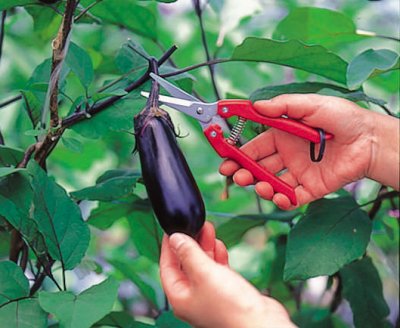 Zoom bild av ARS Fruit Pruners